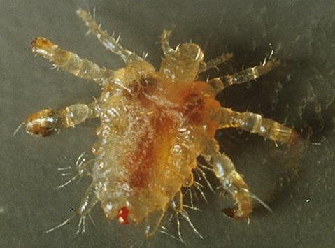 Воші – життєвий цикл, будова, види