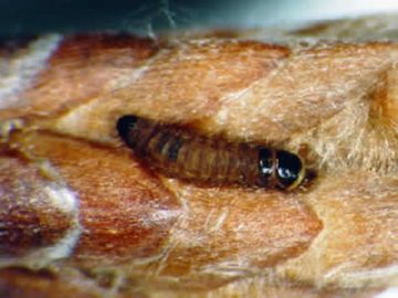 Як позбавиться від плодової молі на персику та інших деревах