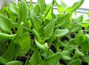 Чому у розсади петунії листя закручуються: часті причини недуги і правильне лікування