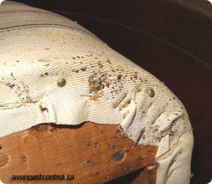 Де живуть блохи в квартирі: на дивані, ліжку, килимах, щілинах в стінах