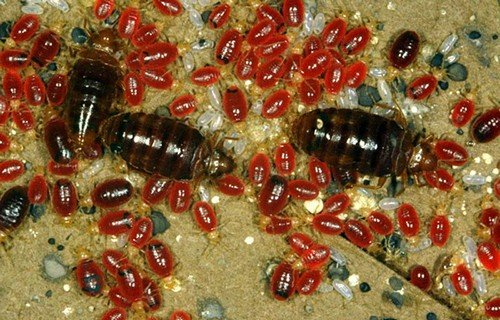 Як розмножуються клопи: життєвий цикл та особливості розвитку