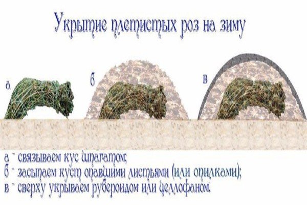 Особливості вирощування плетистих троянд: нюанси посадки та догляду за квітами в саду