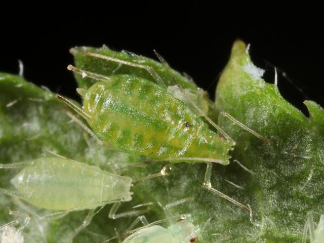Огляд видів попелиці на смородині
