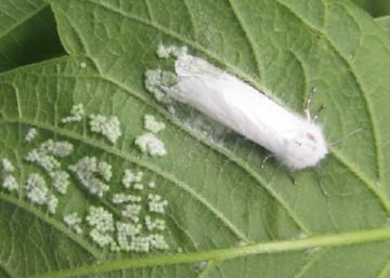 Як боротися ос небезпечним шкідником: американський білий метелик