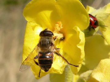 Види мух: опис, розмноження і спосіб життя