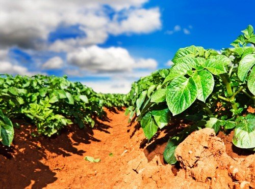 Престиж від колорадського жука: інструкція та особливості застосування