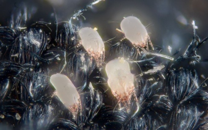 Пилові кліщі: як позбутися в домашніх умовах