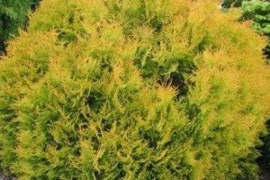 Туя західна: розглядаємо найбільш популярні і затребувані для садівників сорти