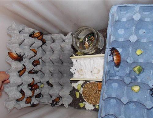 Мадагаскарський тарган – невибаглива екзотика у вашій квартирі