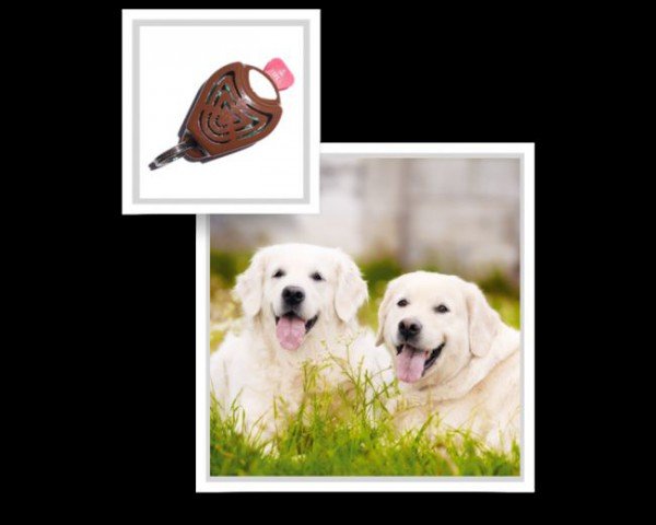 Нашийник від кліщів для собак: який нашийник вибрати і як його носити