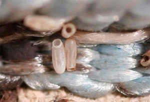 Як позбутися від клопів на одязі: чи можуть клопи жити в одязі