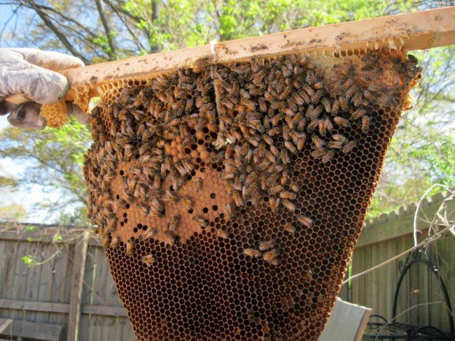 Личинки воскової молі в сучасній медицині: Застосування