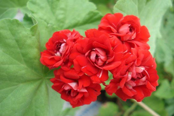 Кращі сорти червоних плетистих троянд: фото каталог і характеристики популярних садових рослин