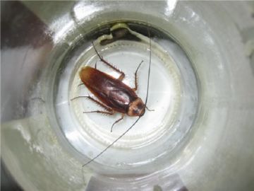 Як обробити квартиру від тарганів