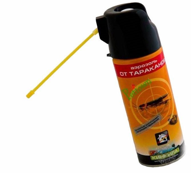 Чорний тарган: як позбутися шкідника Чорний тарган: як позбутися шкідника