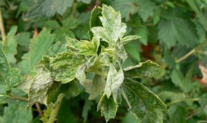 Кошти від попелиці на смородині