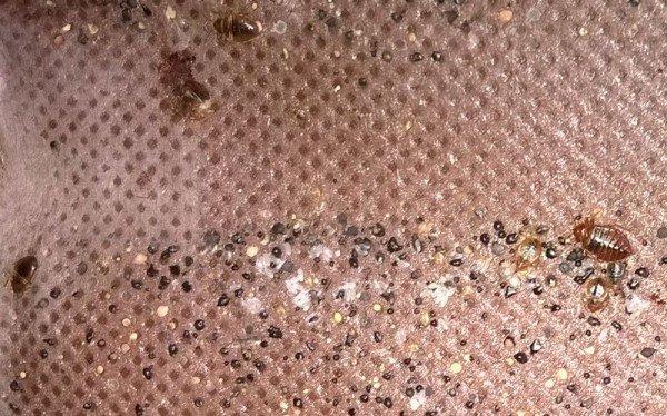 Яйця постільних клопів: фото, картинки, зображення