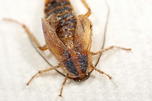 Засоби від тарганів: вибираємо найбільш ефективне