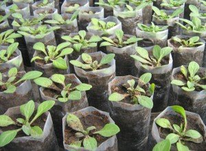 Посів насіння петунії на туалетний папір в пляшці — простий і ефективний метод вирощування розсади