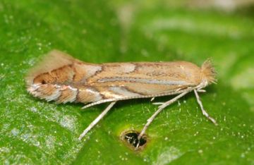 Небезпечні шкідники картоплі: картопляна совка, персикова попелиця, дротянки і інші небезпечні шкідники