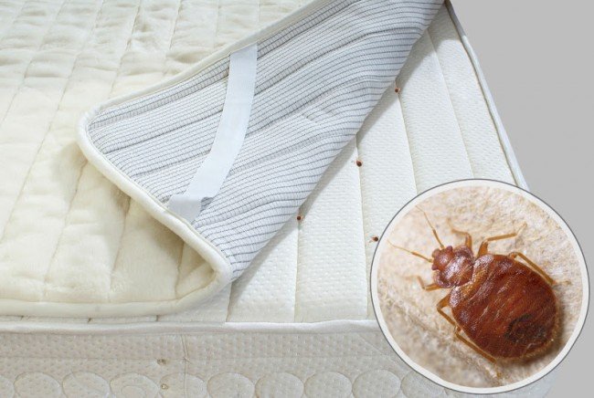 Від чого заводяться клопи: Причини появи нежданих гостей