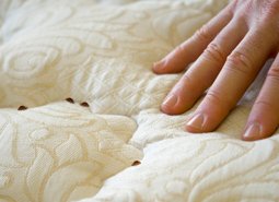 Як виглядають блохи