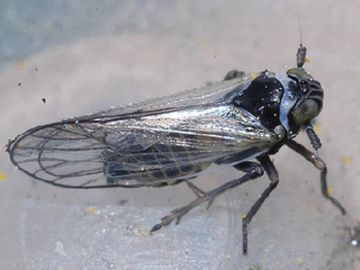 Такі різні дельфациды