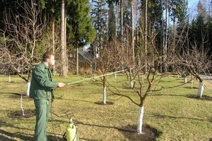 Обробка сливи навесні від хвороб і шкідників: вивчаємо ефективні препарати і розбираємо графік обприскування