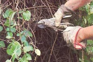 Догляд за жимолостю: правила обрізки навесні і восени і детальна схема