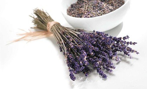 Засоби від молі – характеристики кращих препаратів