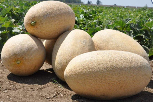 Диня Раймонд — соковитий сорт з нотками ароматного ананаса