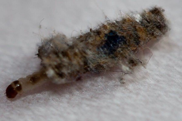 Воскова міль: запобігання зараження вуликів, позбавлення від личинок