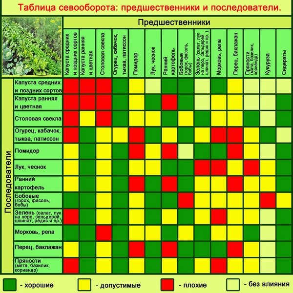 Сівозміни овочевих, плодово ягідних і квіткових культур на дачній ділянці: таблиці, схеми, кращі попередники