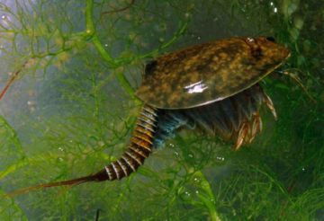 Щитень – загроза для посівів рису. Популярні види, методи боротьби та профілактики