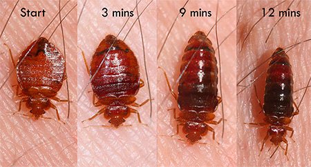 Постільні клопи – зовнішній вигляд і особливості життєдіяльності