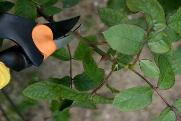 Обрізка плетистих троянд як важливий аспект догляду: основні принципи та рекомендації щодо проведення процедури