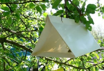 Пастки для комах: світлові, електричні, електронні