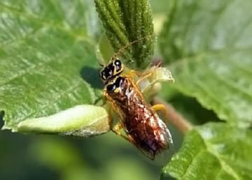 Несправжній трутовик та інші комахи: хто шкодить вишневим деревах