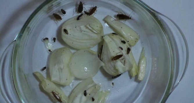 Знищення тарганів — кращий спосіб позбавлення