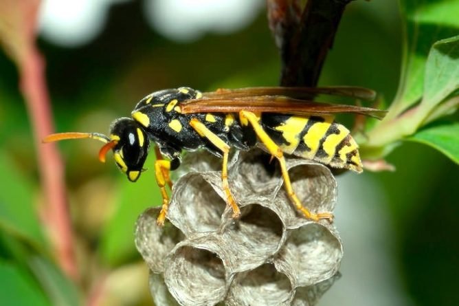 Пастка для ос своїми руками