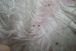 Де живуть блохи в квартирі: на дивані, ліжку, килимах, щілинах в стінах