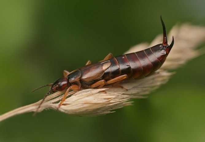 Опис двухвостки: факти про харчування, термін життя і способі розмноження