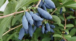 Які сорти жимолості підходять для Ленінградської області: докладний опис видів