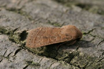 Шкідники рослин: совка гамма і інші представники совок