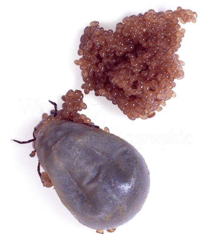 Собачий кліщ, період його активності та небезпека для людини