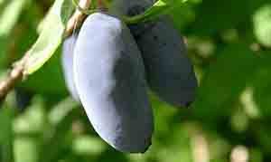 Які сорти жимолості підходять для Ленінградської області: докладний опис видів