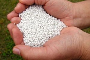 Підгодівля гортензії навесні для цвітіння: особливості удобрення в різний час року