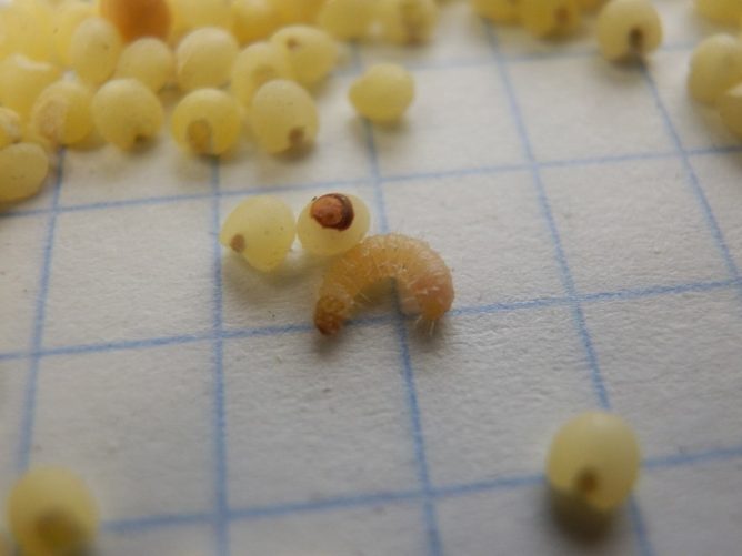 Опис молі: де живе, чим живиться, як виглядає (фото)