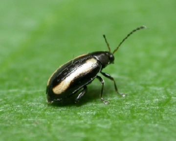 Шкідники капусти: опис, методи боротьби і способи захисту капусти