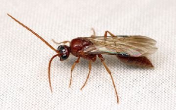 Самі незвичайні види оси: пісочний, квіткові, німкені